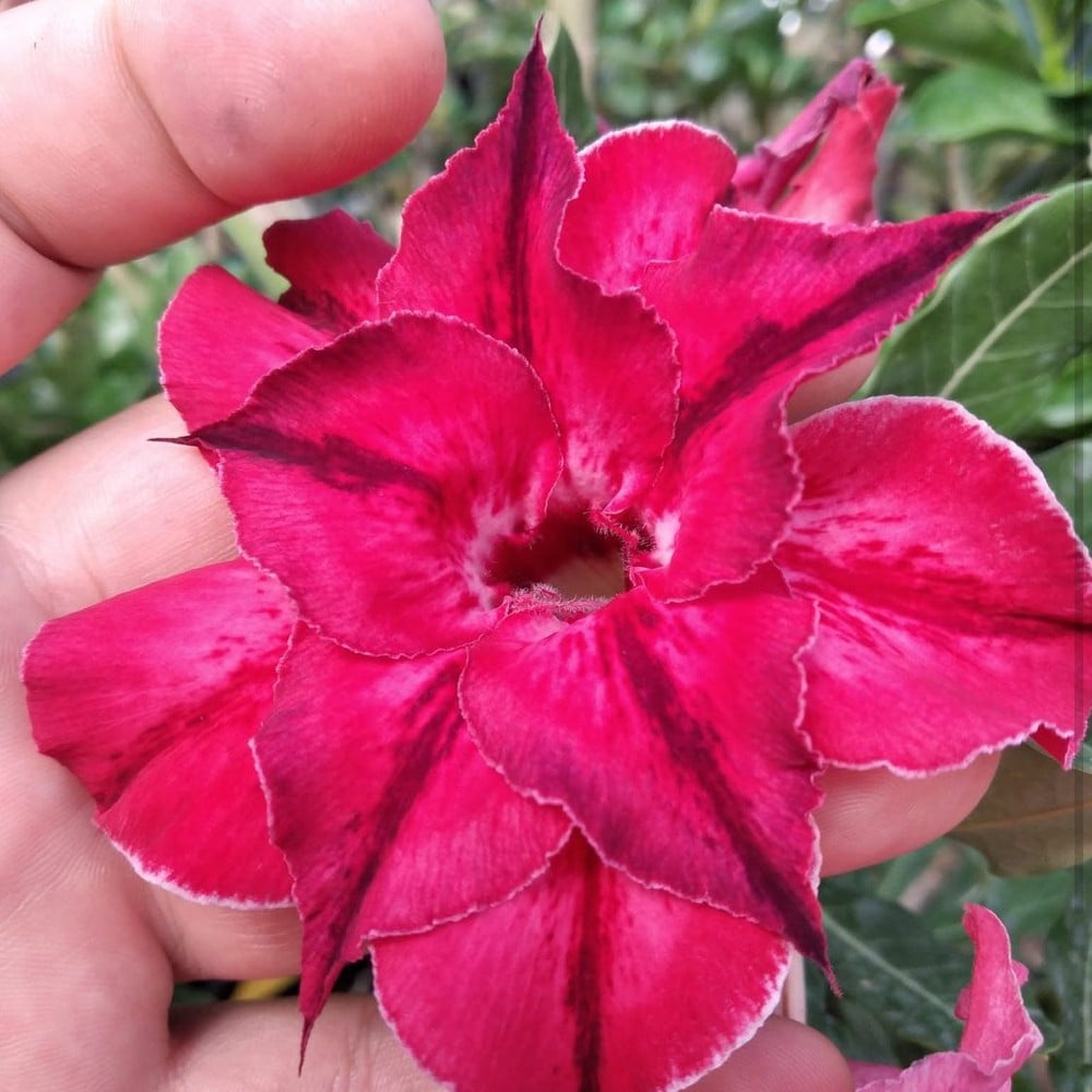 0508 77 Rosa do Deserto Ayla - Imagem 2