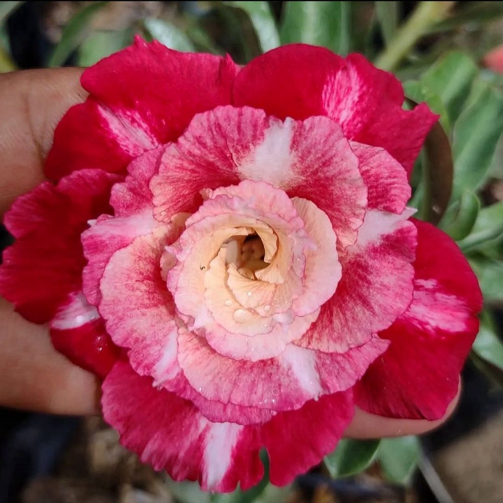 1508 17 Rosa do Deserto Joana - Imagem 2