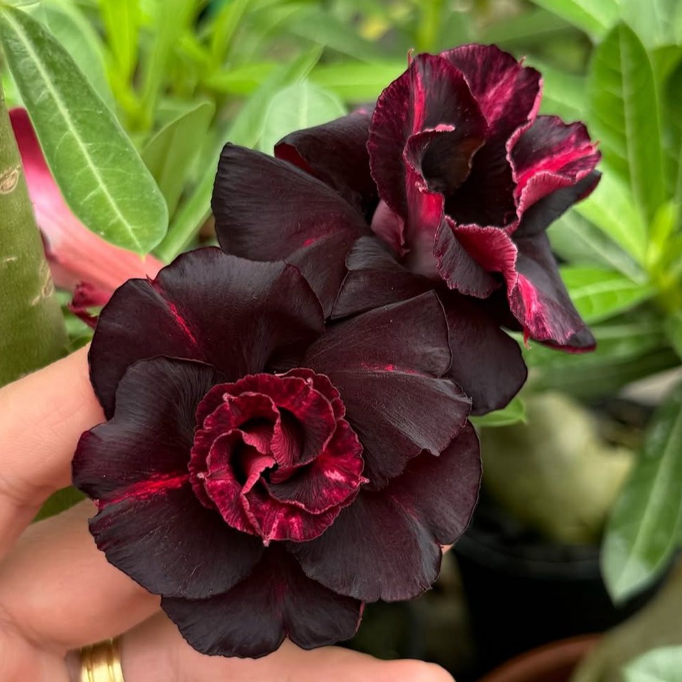 1808 23 Big Caudex Trufa Negra - Imagem 2