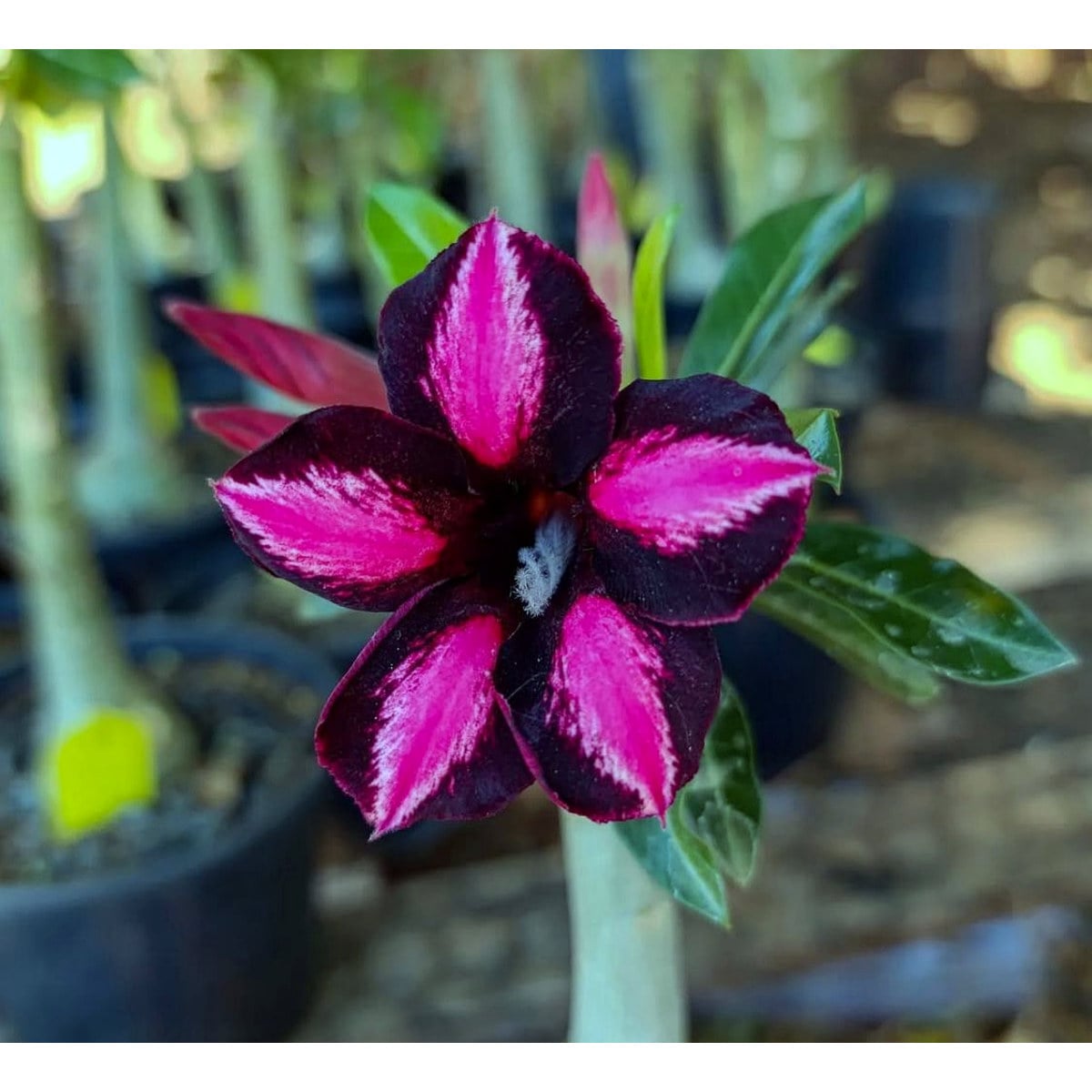 1808 57 Big Caudex Black Cherry - Imagem 2