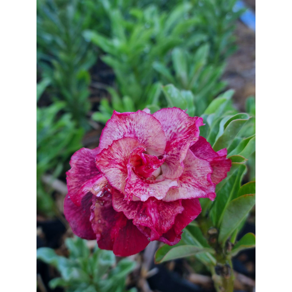 2508 29 Rosa do Deserto Marigold - Imagem 2