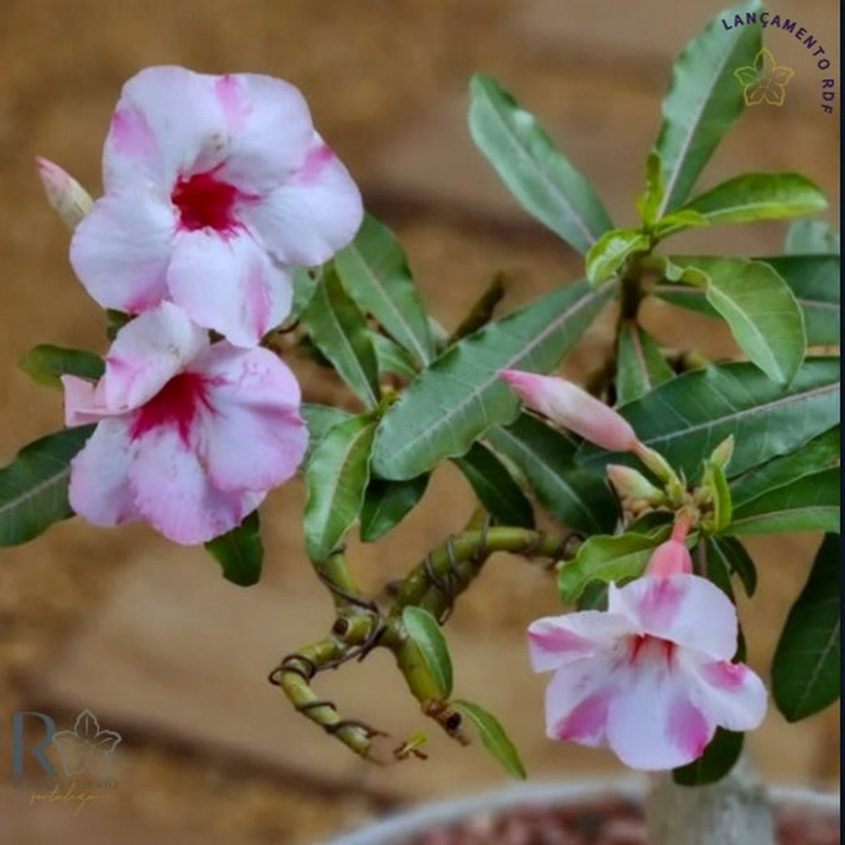 1408 04 Rosa do Deserto Petunia - Imagem 2