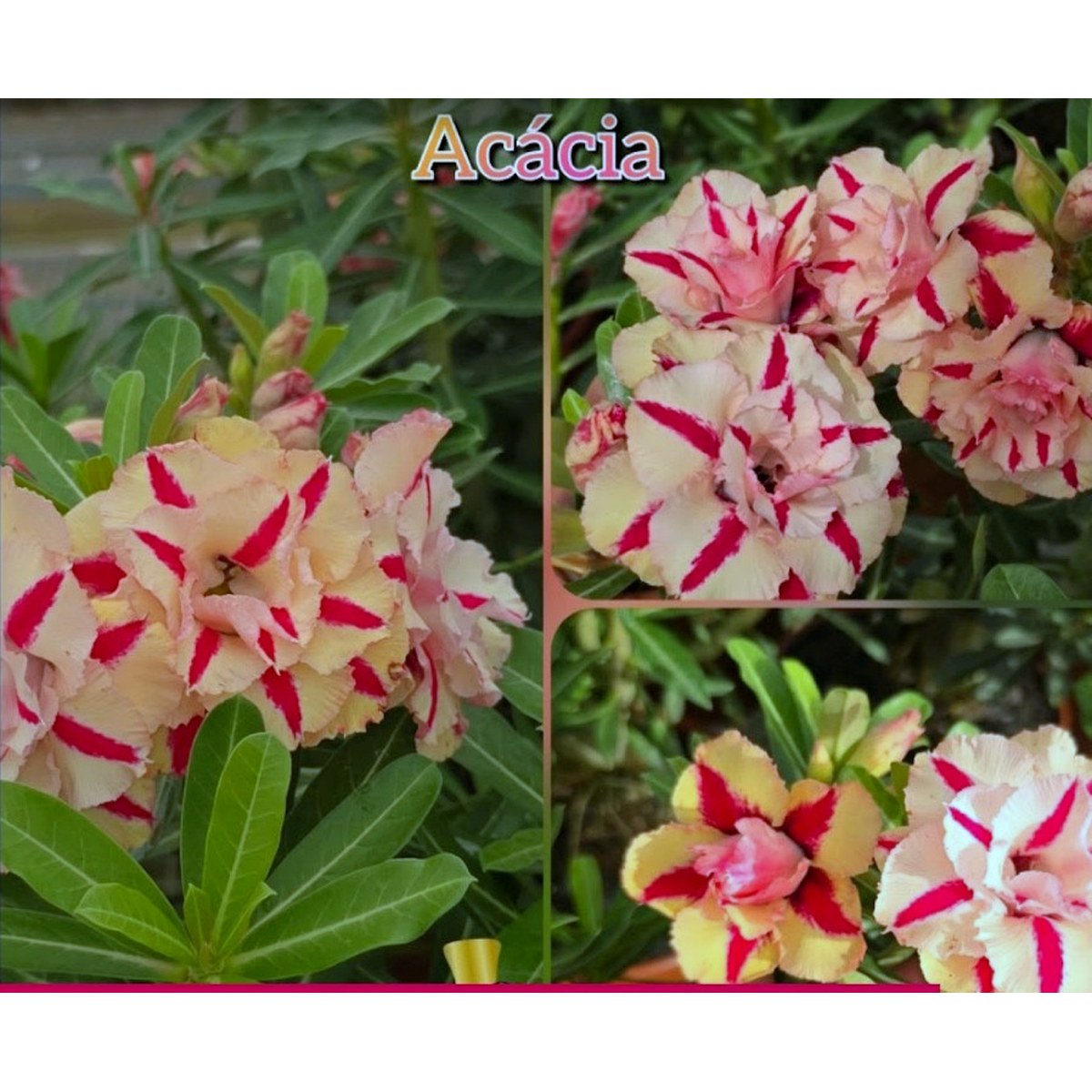 1908 11 Big Caudex Acacia - Imagem 2