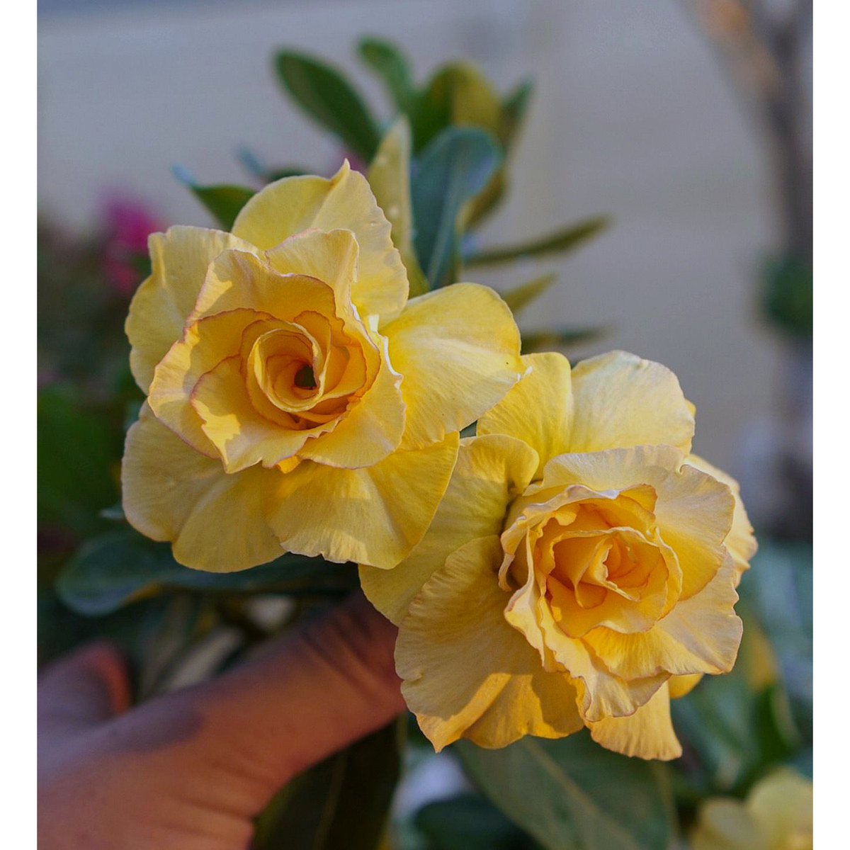2808 06 Rosa do Deserto Floratta - Imagem 2
