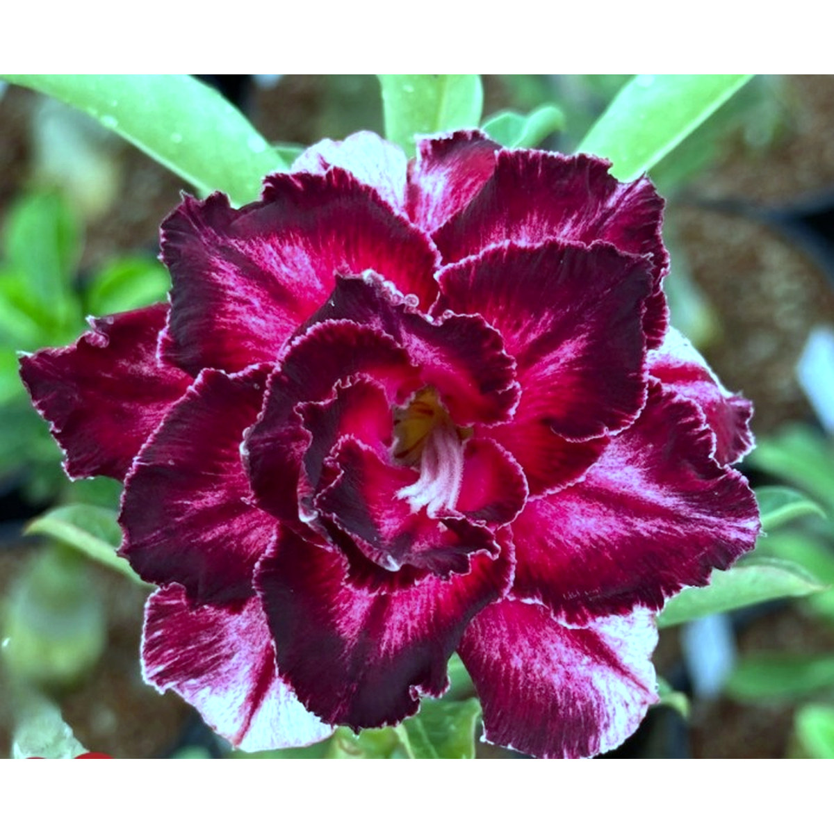 1708 18 Rosa do Deserto BRD 08 - Imagem 2
