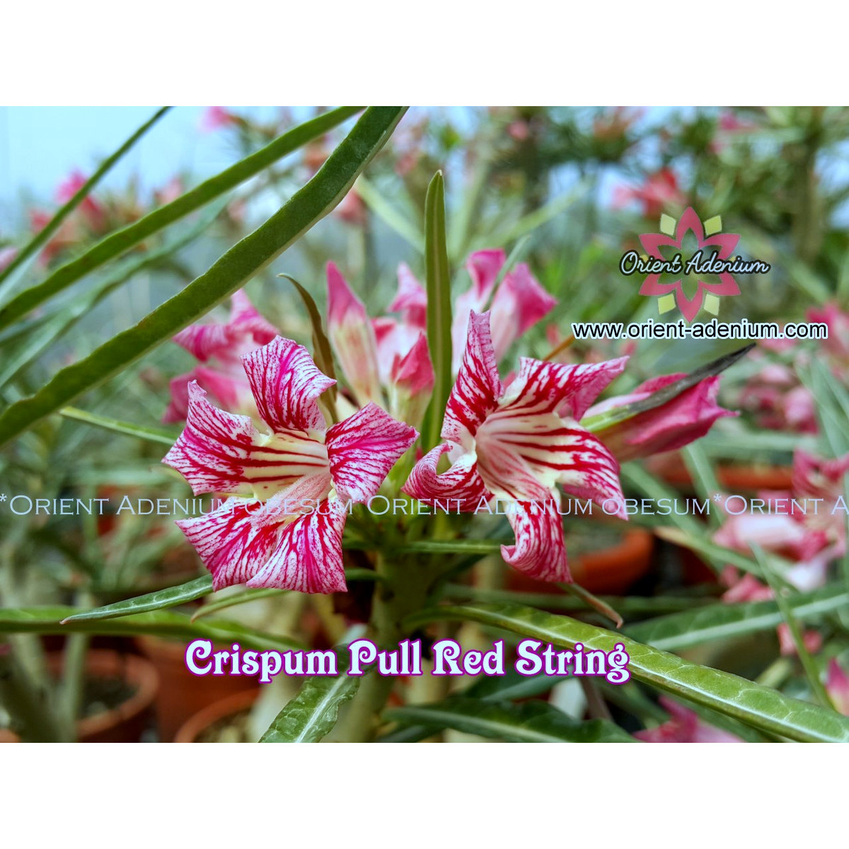 2908 16 Big Caudex Crispum Pull Red Strings - Imagem 2