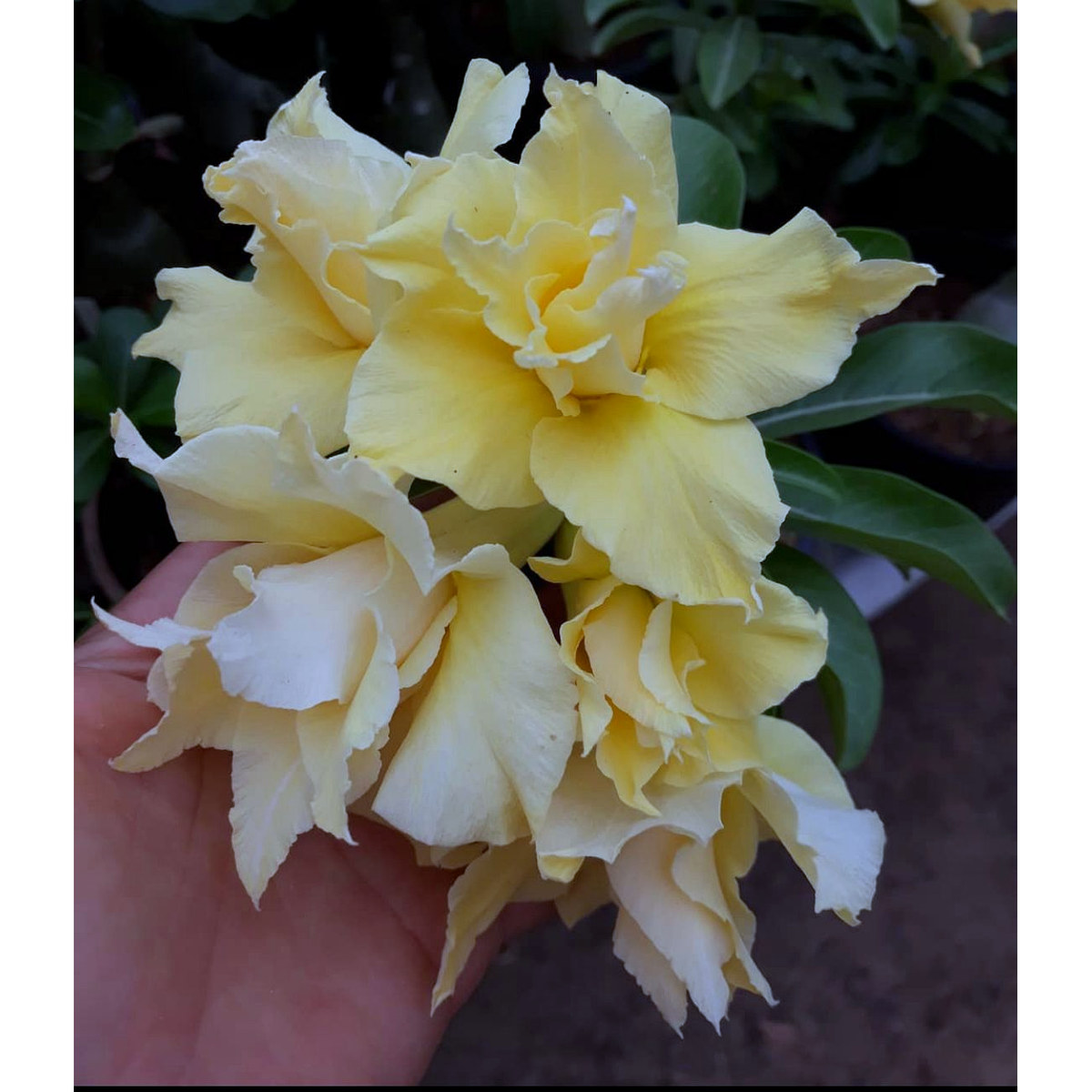 1008 08 Big Caudex Yellow Strong - Imagem 2