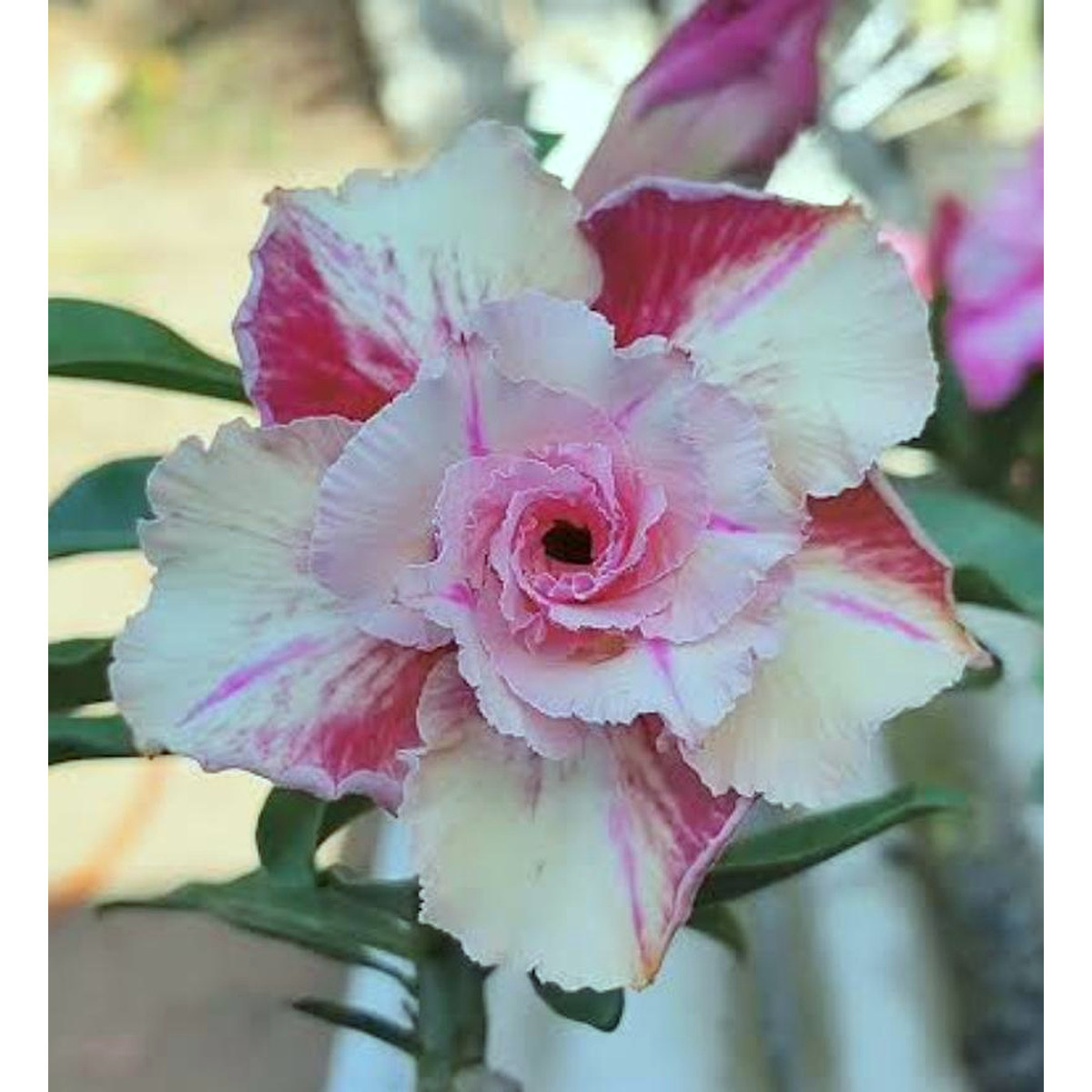 0508 29 Rosa do Deserto Canan 35 (Leilão) - Imagem 2