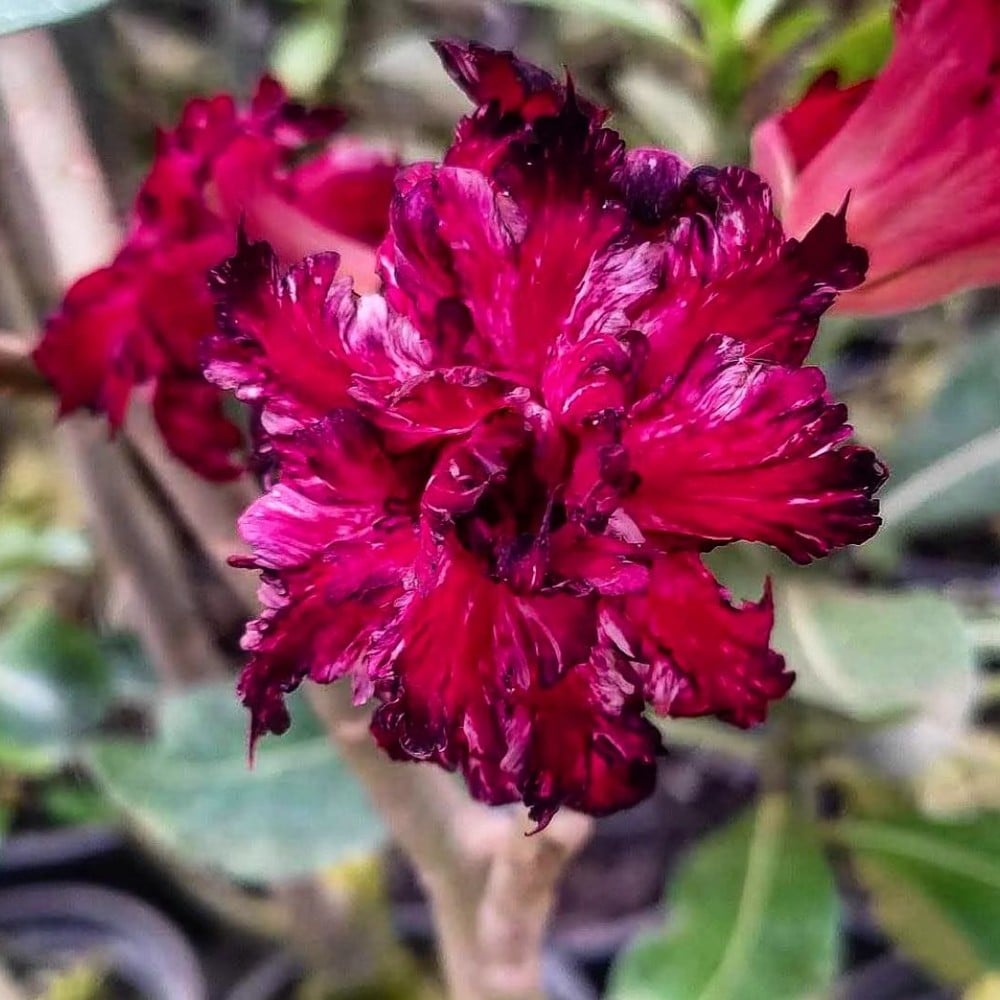 1308 48 Rosa do Deserto Meteoro - Imagem 2