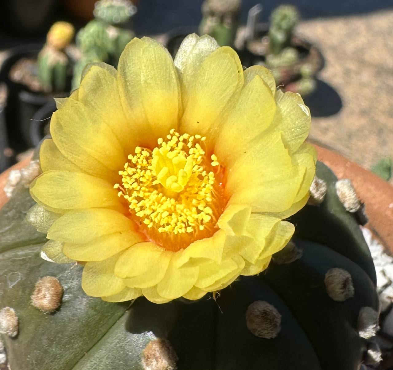 0108 15 Cacto Astrophytum Astérias - Imagem 2