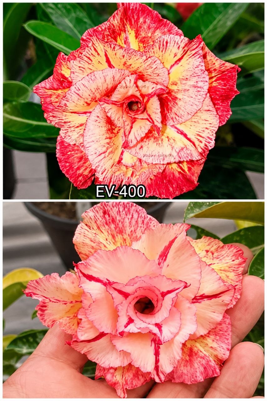 3108 01 Baobá Baobá Ev400 - Imagem 2