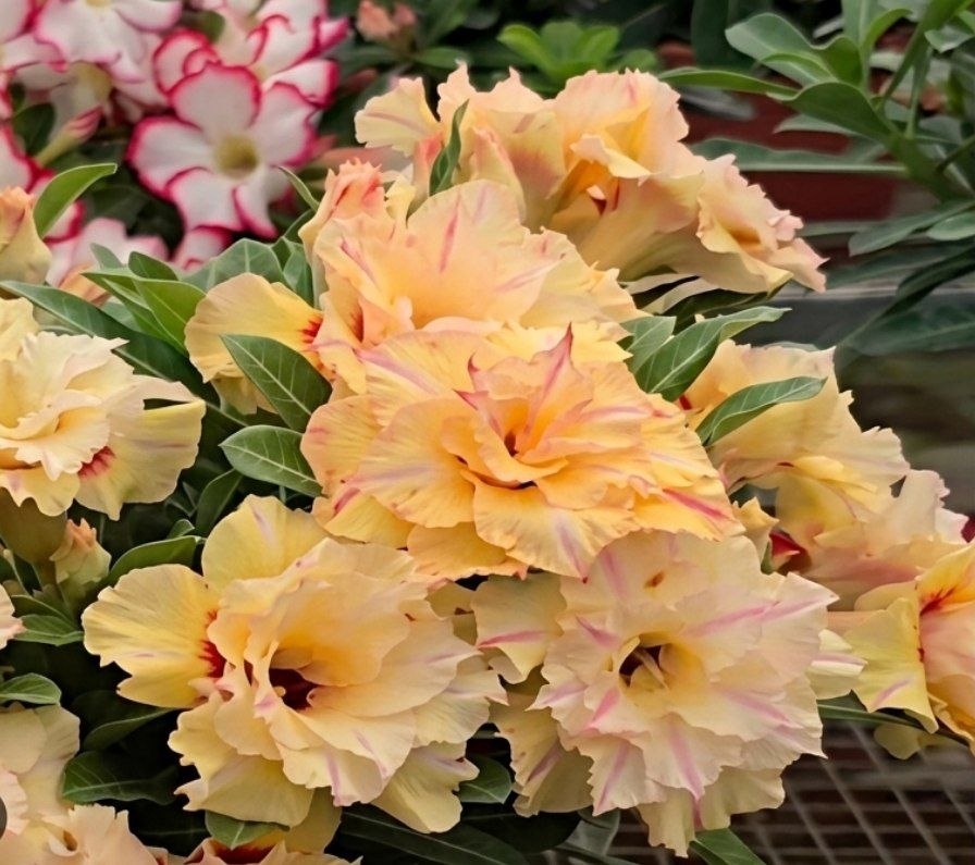 0508 12 Rosa do Deserto Fantasy - Imagem 2