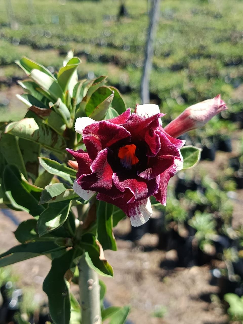 1208 50 Rosa do Deserto Lilian RDF - Imagem 2