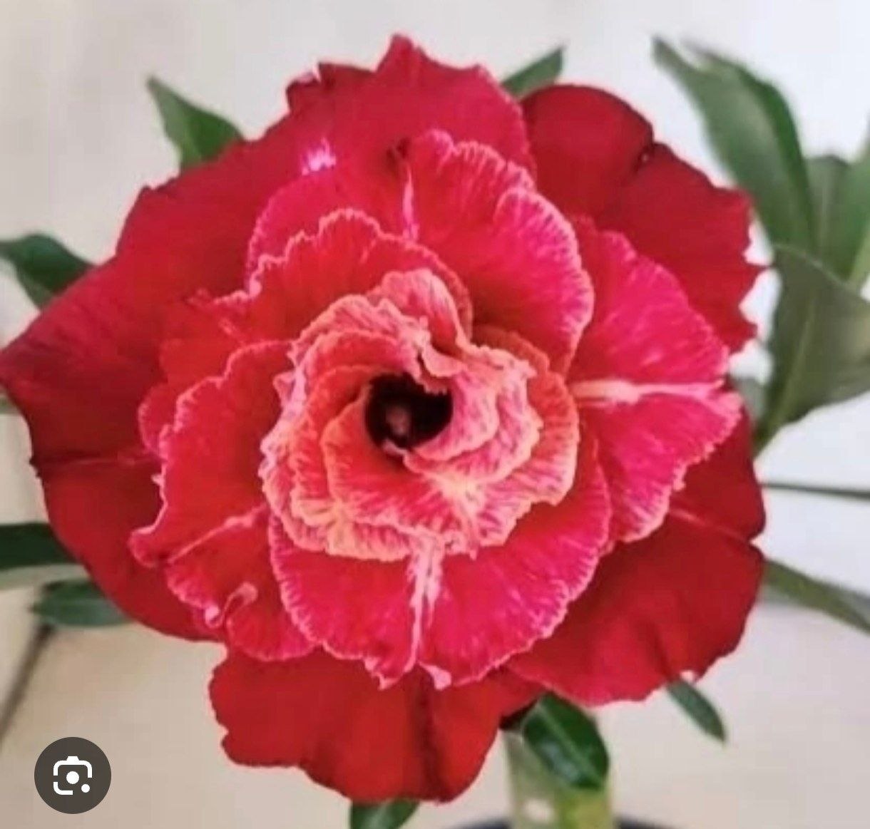 1908 21 Rosa do Deserto Lm913 - Imagem 2