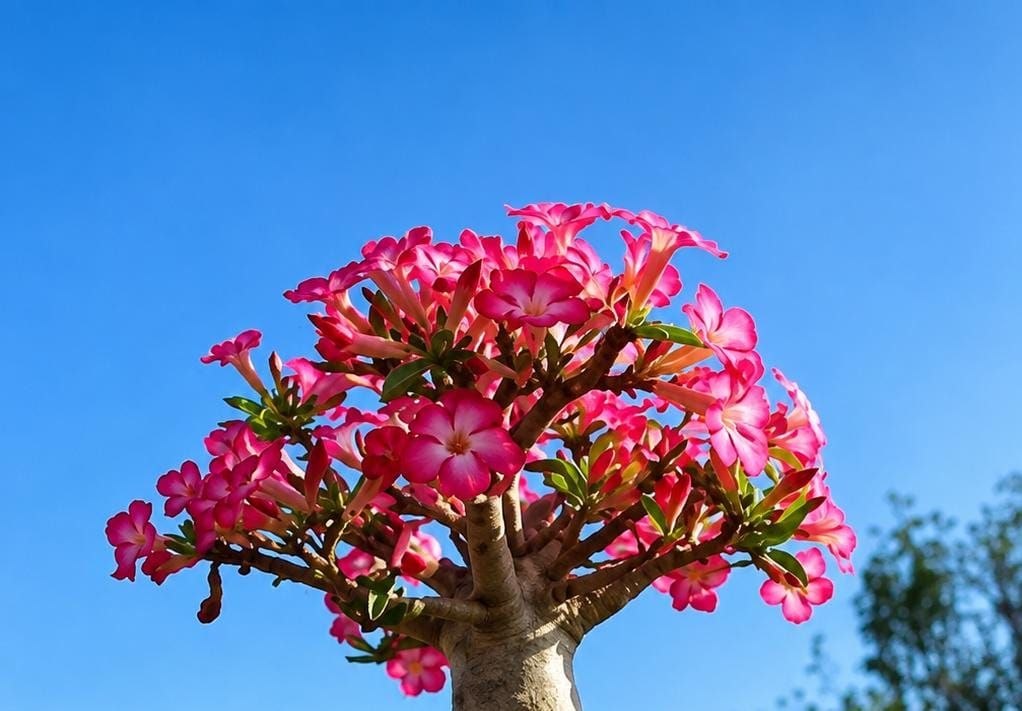 1108 36 ROSA DO DESERTO RAPUNZEL (RAPUNZEL) - Imagem 2