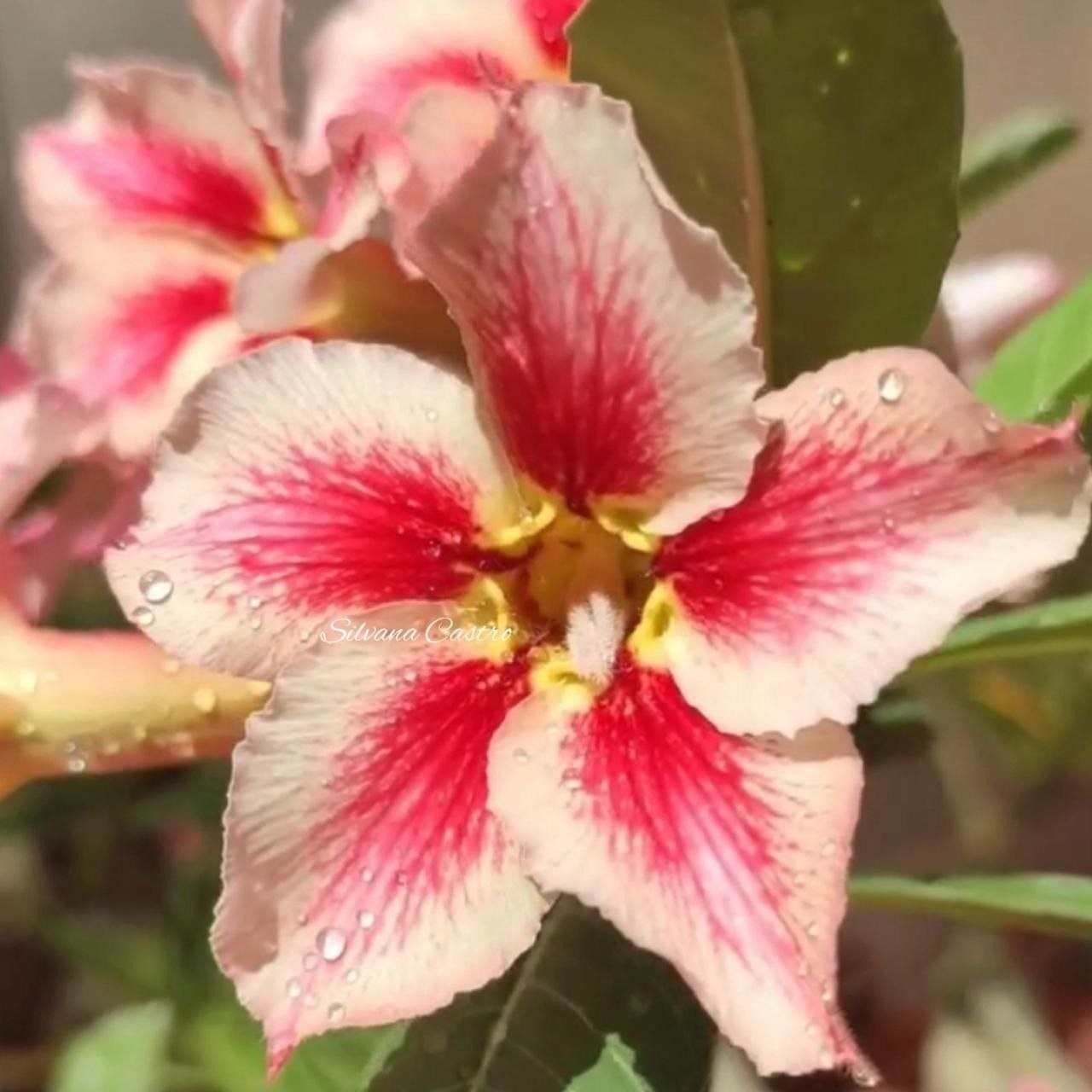 2708 22 Rosa do Deserto Stella - Imagem 2