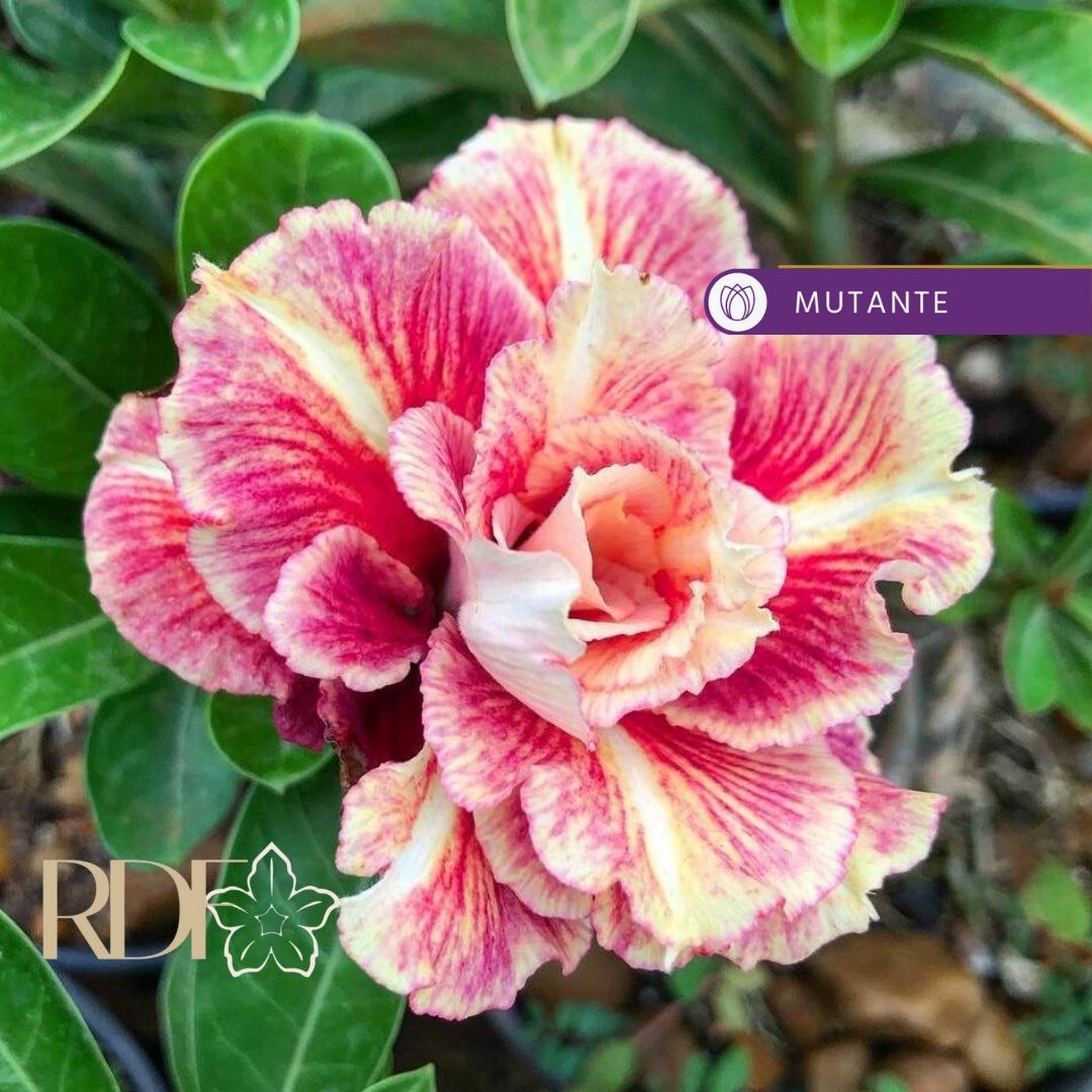1308 28 Rosa do Deserto Sicília (Leilão) - Imagem 2