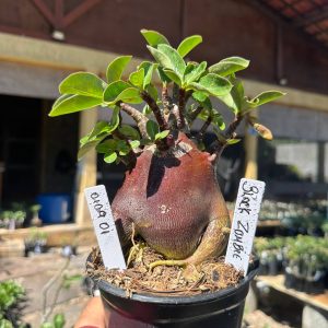 0109 01 Arabicum Black Zombie F3