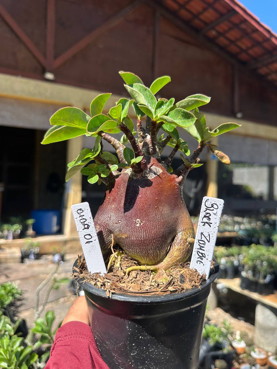 0109 01 Arabicum Black Zombie F3