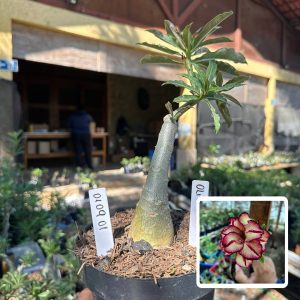 0109 01 Big Caudex Olive
