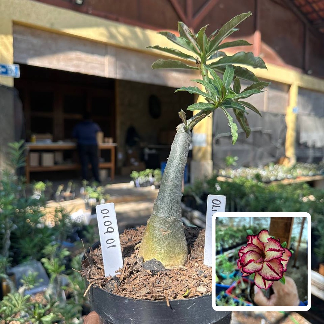 0109 01 Big Caudex Olive