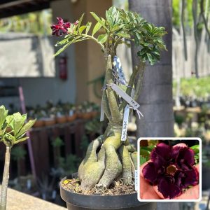 0109 01 Socotra P200