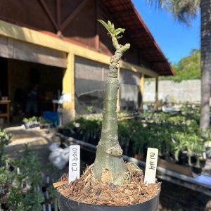 0109 02 Big Caudex Cn114