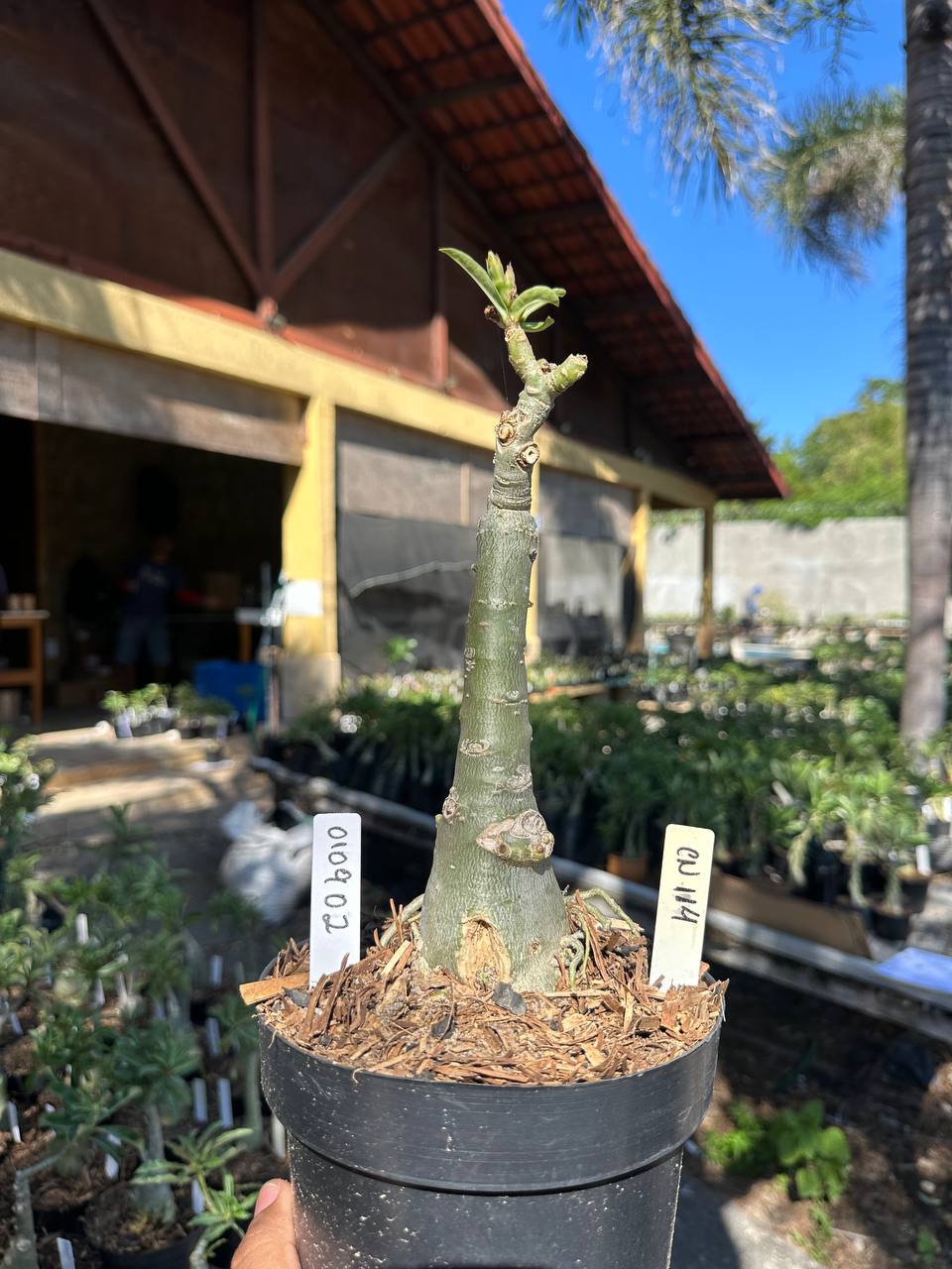 0109 02 Big Caudex Cn114
