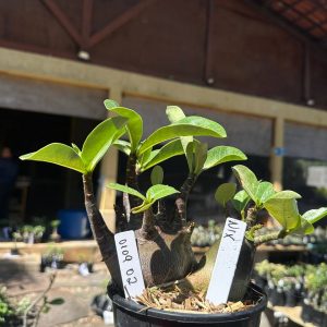 0109 02 Arabicum Nix Black Gêmeas F3