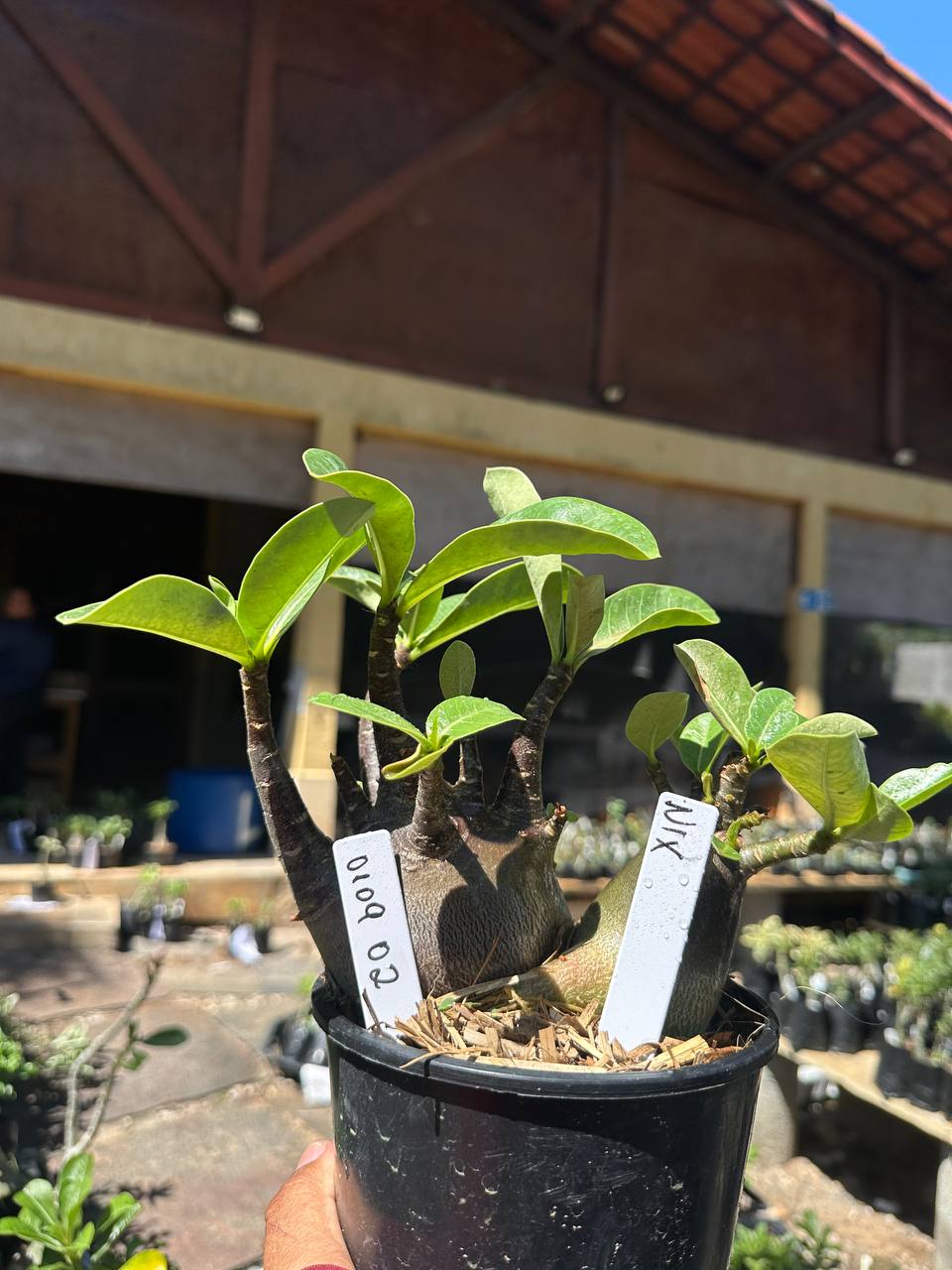 0109 02 Arabicum Nix Black Gêmeas F3