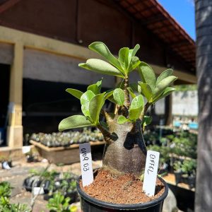 0109 03 Arabicum Eiffel F3