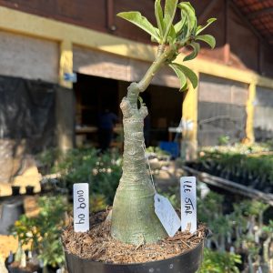 0109 04 Big Caudex Ice Star