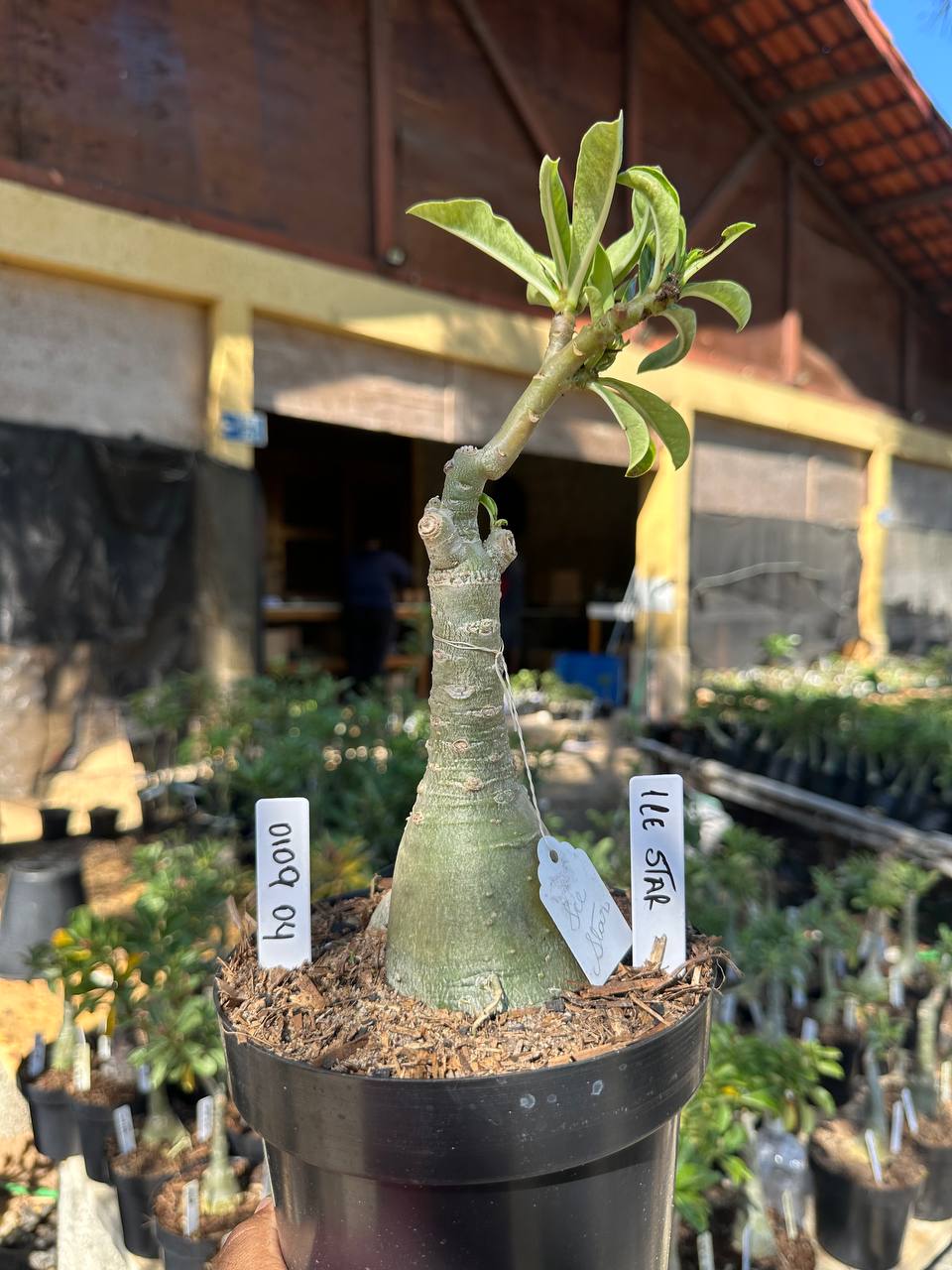 0109 04 Big Caudex Ice Star