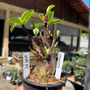 0109 04 Arabicum Mammoth Black F3