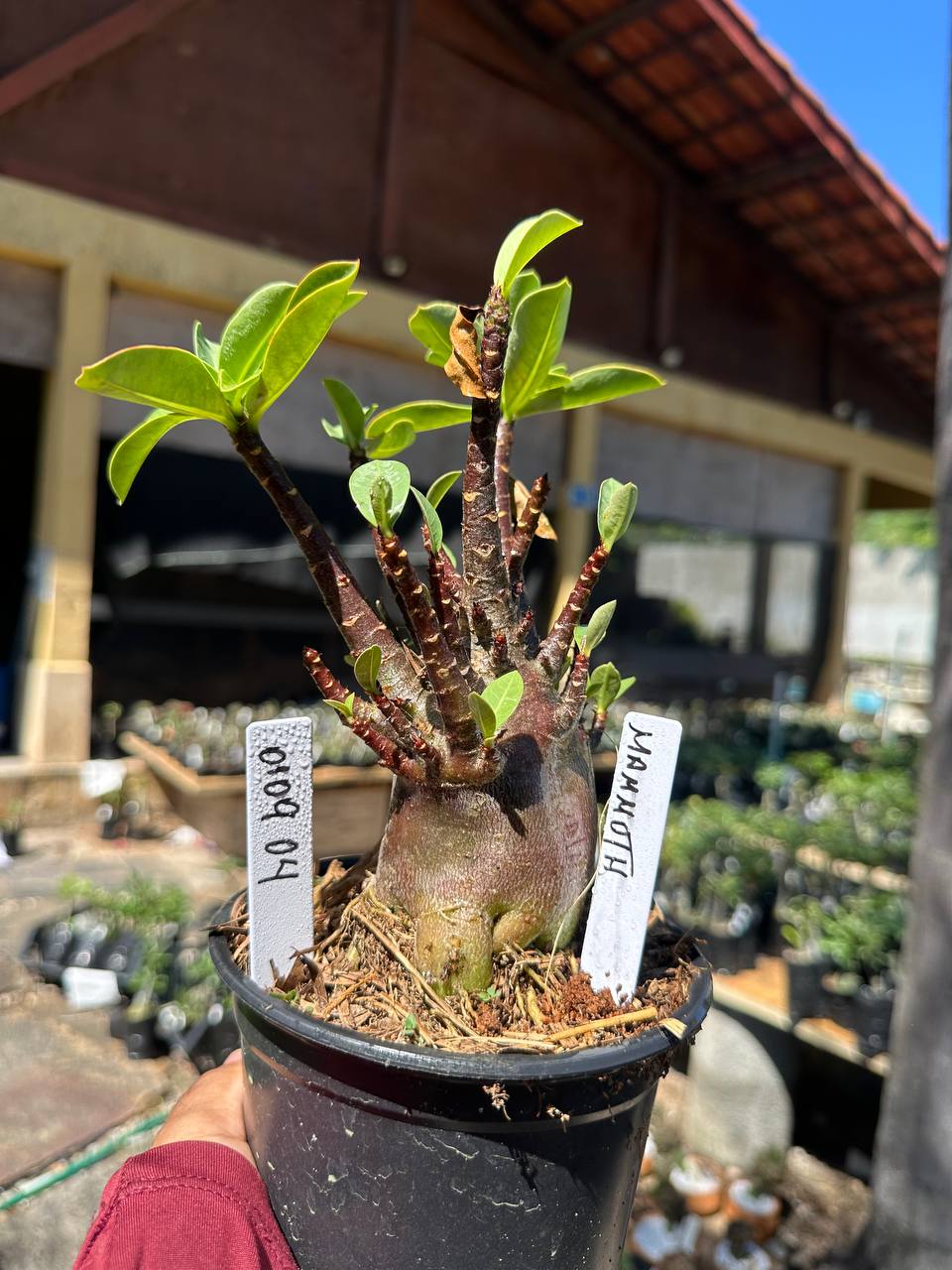 0109 04 Arabicum Mammoth Black F3
