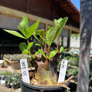 0109 05 Arabicum Oniyx Black F3
