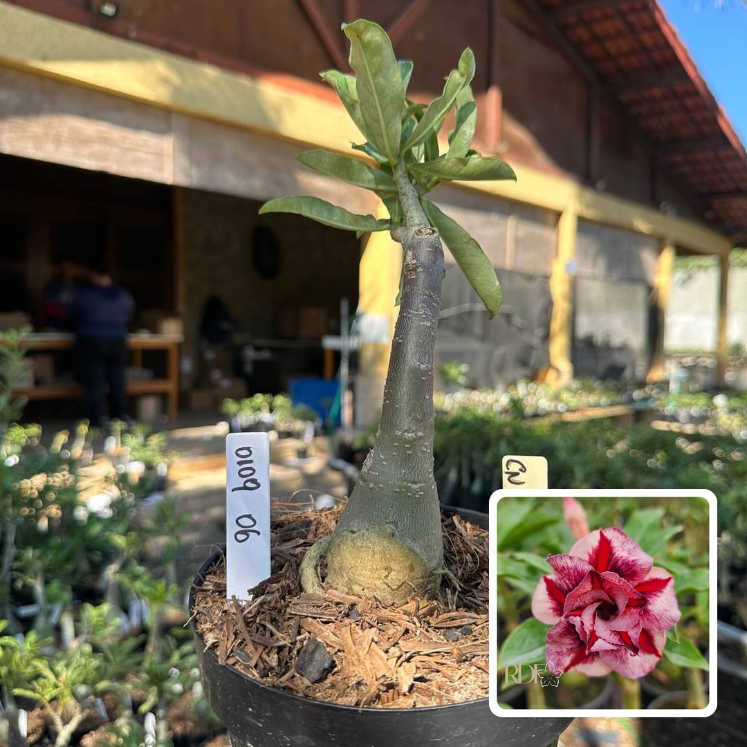 0109 06 Big Caudex Cn20