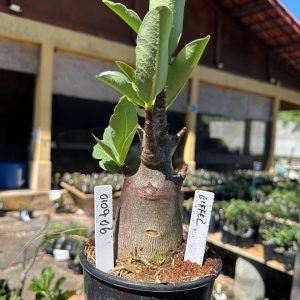 0109 06 Arabicum Eiffel F3