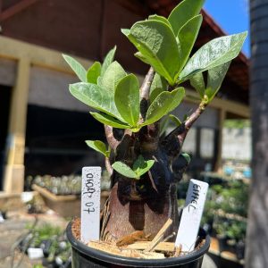 0109 07 Arabicum Eiffel F3