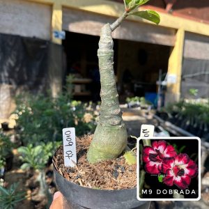 0109 07 Big Caudex M9 Dobrada