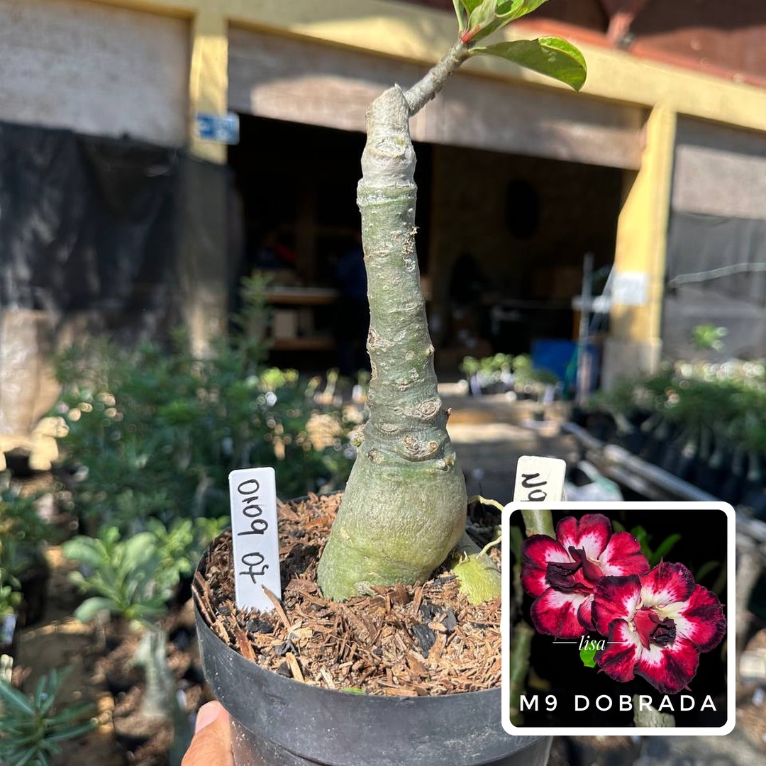 0109 07 Big Caudex M9 Dobrada