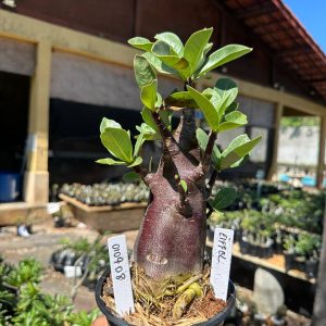0109 08 Arabicum Eiffel F3