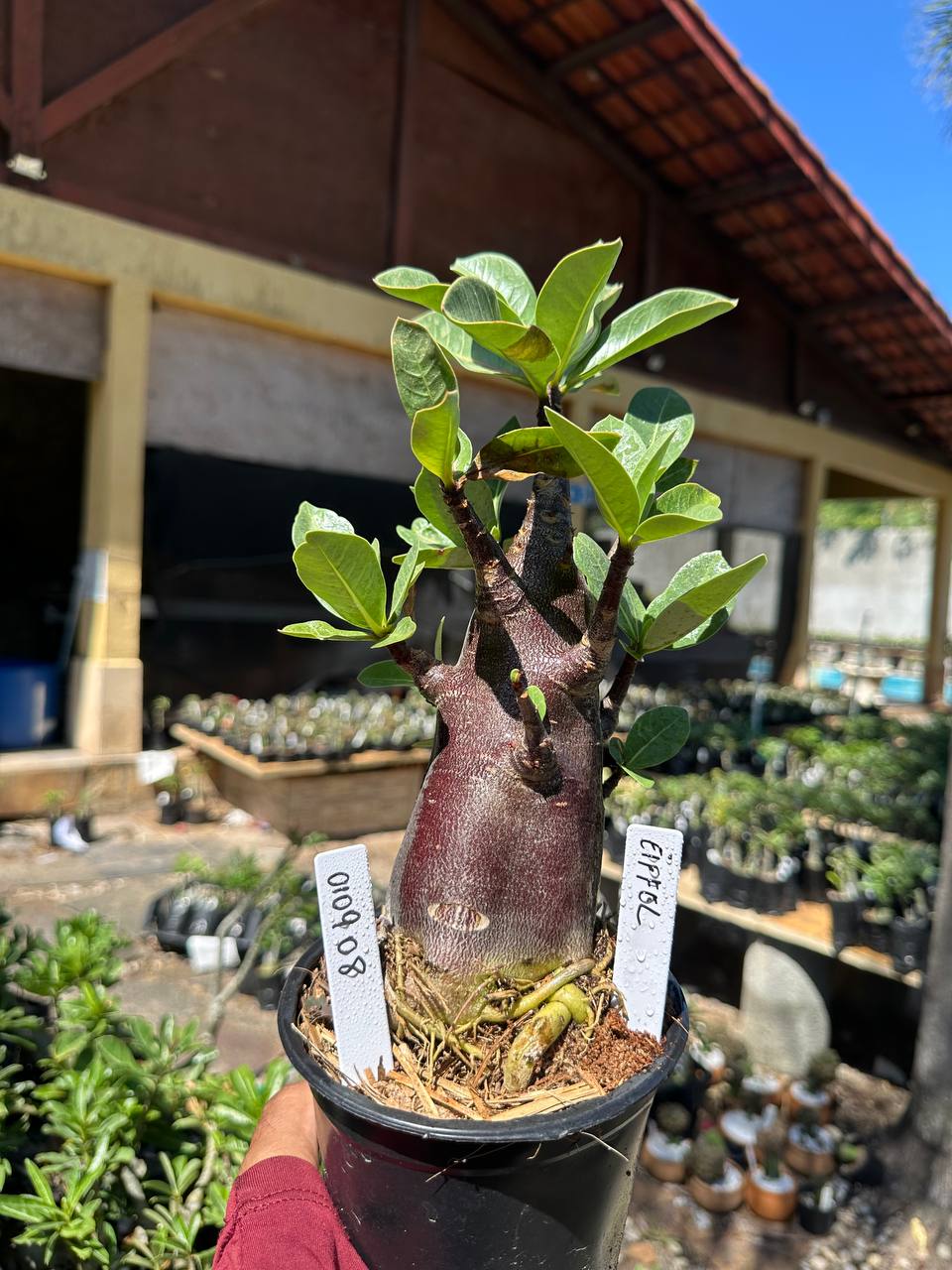 0109 08 Arabicum Eiffel F3