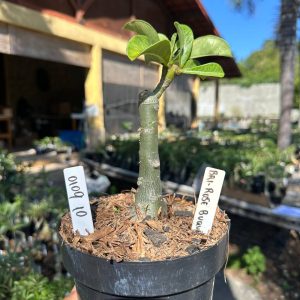 0109 10 Big Caudex Bri Rose Buquê 💐