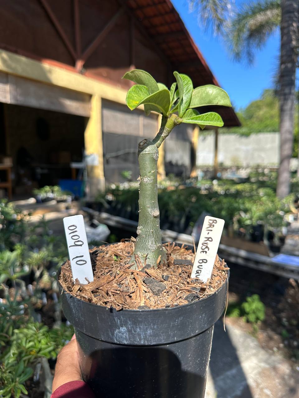 0109 10 Big Caudex Bri Rose Buquê 💐
