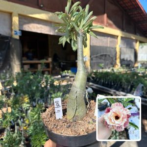 0109 11 Big Caudex Mussela