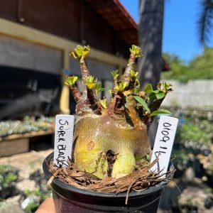 0109 11 Arabicum Super Black F3