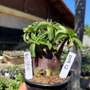 0109 12 Arabicum Red Skin F3