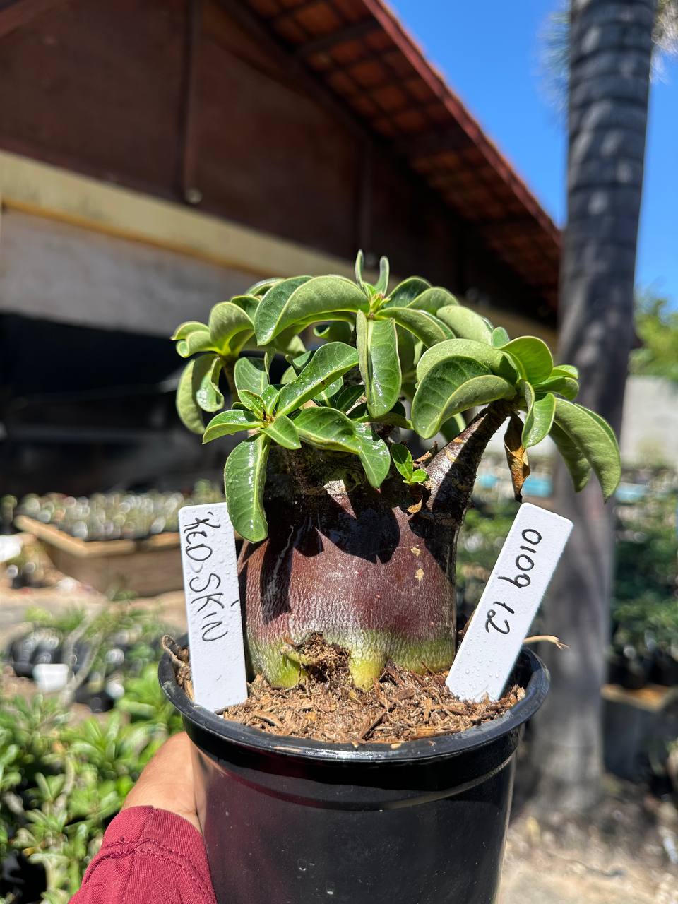 0109 12 Arabicum Red Skin F3