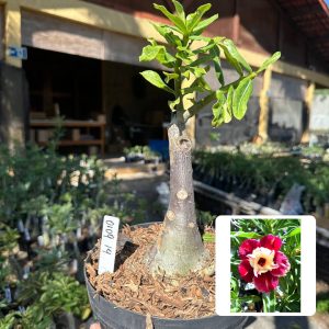 0109 14 Big Caudex Fogueira